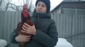 Петух РедБро//Как выглядят куры РедБро, характеристики.