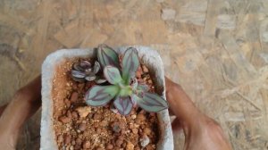 ||  ECHEVERIA NODULOSA ||