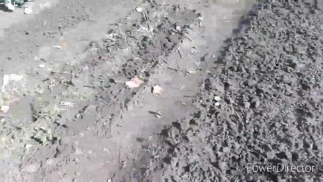 Утепляемся на зиму # урожай свеклы и моркови. смотреть онлайн