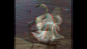 Moscow zoo, swans, anaglyph