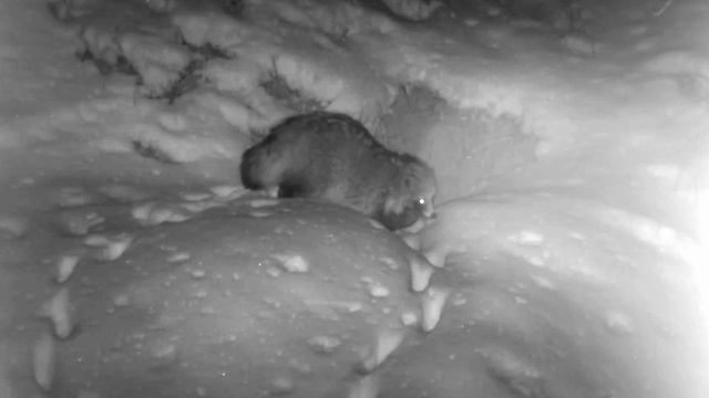 ЗИМА В ГОРОДЕ БАРСУКОВ-2 Trail Cameras In The Woods смотреть онлайн