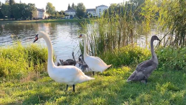 Стоп!Лебеди приплыли на пляж!! #лебеди #лебедь #swan #swanlake #лебединоеозеро #красота #nature