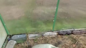 Что делать с мульчей в теплице осенью? 2018г Кострома.