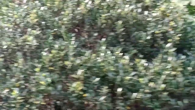 Ворота Корнелиуса Вандербильта, Центральный парк5 Авеню А, Верхний Манхэттен смотреть онлайн