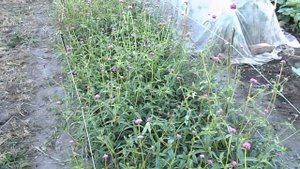 ВЫРАСТИЛА НОВУЮ ГОМФРЕНУ!!! FIREWORKS. Очень редкое растение у цветоводов!!!