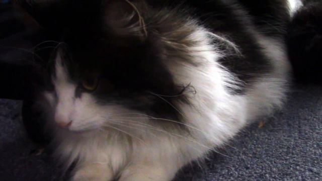 Story of a cat Mouse.Part 7.История кота Мауса. Хорошее настроение. смотреть онлайн