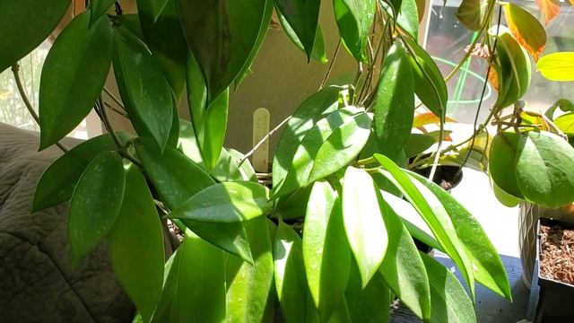 Hoya pubicalys pink silver splash. Flowering. Публикалис серебряно/ розовая сплеш. смотреть онлайн