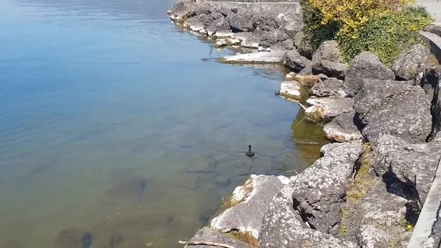 Швейцария Короновирус Цуг Озеро часть1 смотреть онлайн