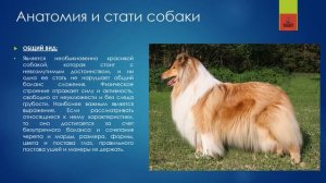 ДЛИННОШЕРСТНЫЙ КОЛЛИ | 156 | Collie Rough #кинология #колли