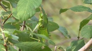В траве сидел кузнечик...зелёненький он был [Tettigonia viridissima]