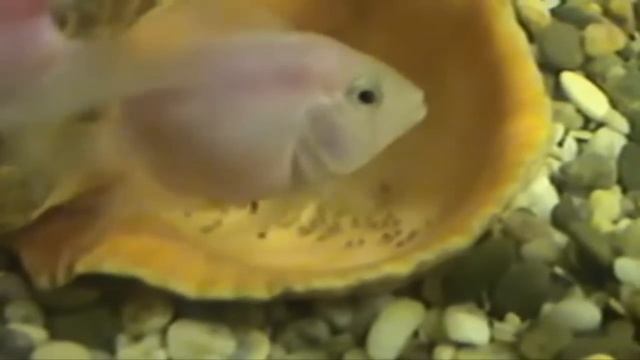 Tsihlazomy black-stripes albino appeared (цехлазома чёрнополосая альбинос, малёк появился ) смотреть онлайн