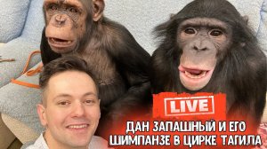 Live Дан Запашный и его шимпанзе в цирке Тагила