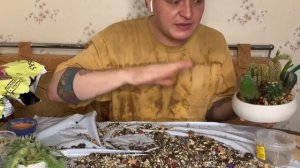 Групповая посадка кактусов в бонсайницу. Зачем,как,почему?