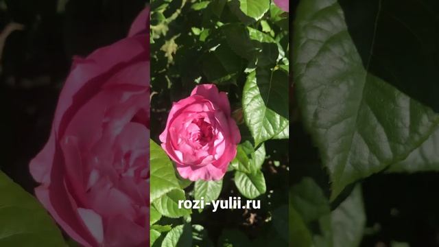 Саженцы роз на весну каталог rozi-yulii.ru? «Шанталь Мерье»- самый лучший сорт розы Massаd?#розы