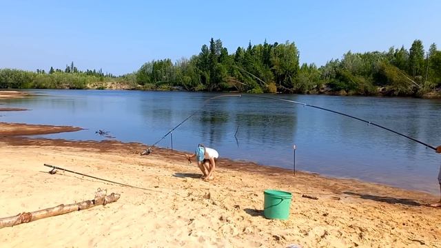 Рыбалка на подъёмник ► Чебак как селёдка!