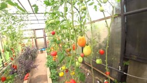 Томат Сердцето на Албенга (Cuor di Albenga)