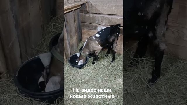 Завели нубийских козлят смотреть онлайн