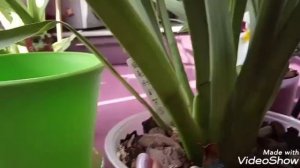 Мильтония и мой уход за ней