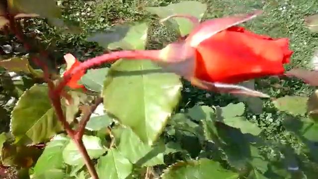 Розы плетистые. смотреть онлайн