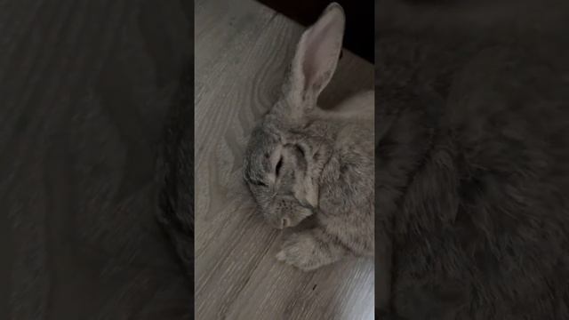 Petting Kawaii while he’s sleeping ??#bunny #rabbit смотреть онлайн