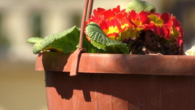 4К видеокамера Panasonic HC-VXF990: выбор, оценка, тест и советы смотреть онлайн