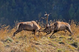 РЁВ БЛАГОРОДНОГО ОЛЕНЯ ЧАСТЬ 3.mp4