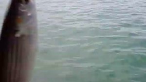 Рыбалка в Сочи (кефаль) 2020