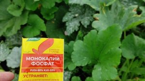Если у листьев кабачков и огурцов буреют края, а плоды растут кривыми, их необходимо подкормить