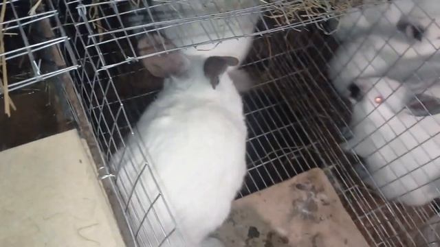 Кроликам 2 месяца.Контрольное взвешивание. смотреть онлайн