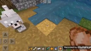 Как одеть собаку в Майнкрафте