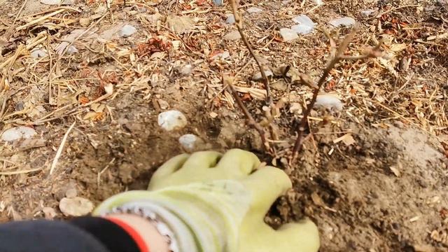 🌹ОТКРЫЛА РОЗЫ ПОСЛЕ ЗИМЫ | ПЕРВЫЕ ШАГИ ЧЕМ ОБРАБОТАТЬ смотреть онлайн