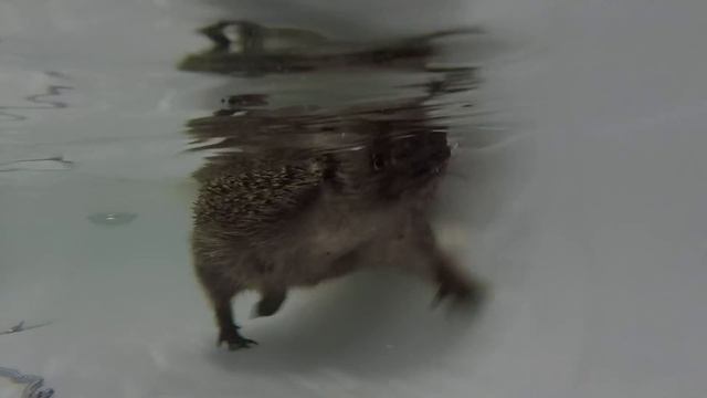 Hedgehog and Baby Animal Facts For Kids | Codey And The Cloud S1 • E2 смотреть онлайн