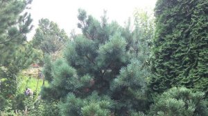 ХВОЙНЫЕ В САДУ. СОСНЫ