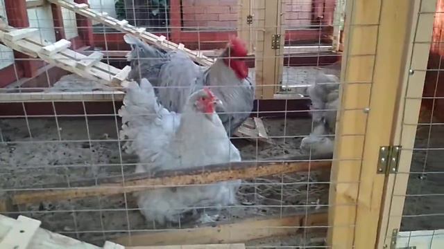 ОРПИНГТОН ЛАВАНДА в новом выгуле... смотреть онлайн