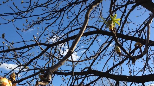 Релакс видео | Как расслабиться? смотреть онлайн