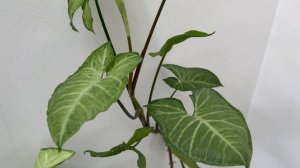 How to Grow Syngonium Arrowhead Plant in Water: Successful Experience After 2 Years