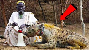 Самые Опасные Домашние Животные в Мире