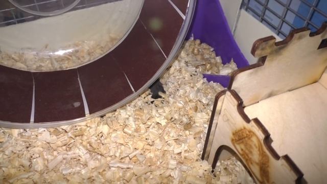 КАК ПОДСТРИЧЬ КОГТИ ХОМЯКУ\ СТРИГУ КОГТИ ХОМКИ\ АЛИСА ИЗИ