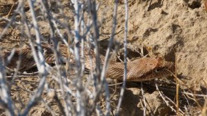 чешуелобый, или полосатый, полоз (Spalerosophis diadema)