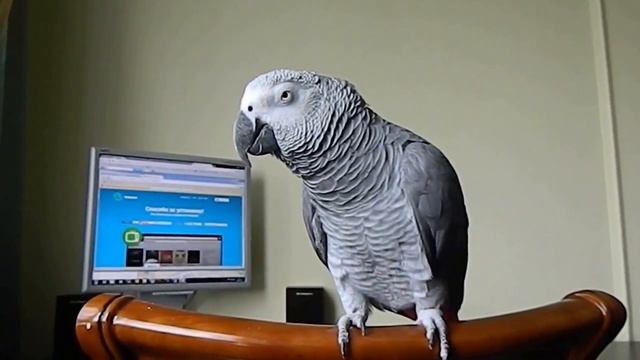 Говорящий серый попугай по имени Карлуша.
