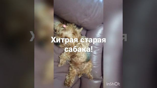 хитрая старая собака ! смотреть онлайн