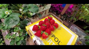 КЛУБНИКА СОПРАНО ВТОРАЯ ВОЛНА УДИВЛЯЕТ!