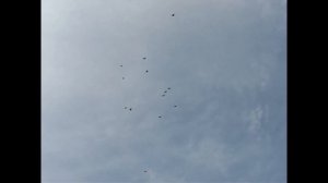 Николаевские голуби Сергея Родионова (Проба крыла...). Волгоград. Часть 63