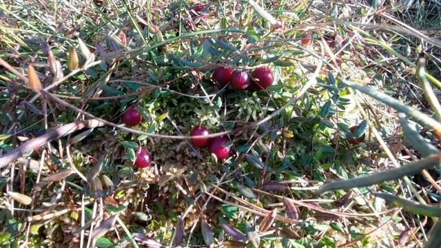 Много клюквы не куда наступить ... смотреть онлайн