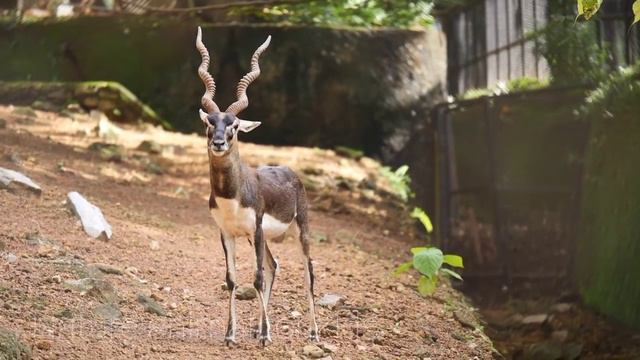 ZOO animals. Elephant, monkey, tiger, panda. Животные в ЗООПАРКЕ. Слон, обезьяна, носорог, панда. смотреть онлайн