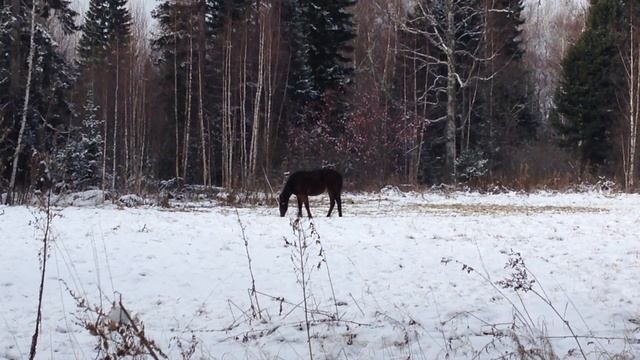 Сибирь! Конь на опушке леса! смотреть онлайн