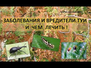 Заболевания и вредители туи и чем лечить !