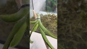 Реанимация детки орхидеи Ванда без корней. Часть 2.