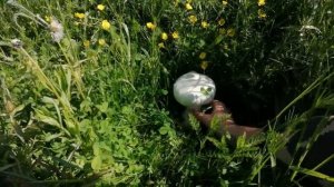 Гигантские шампиньоны на горных пастбищах! Какие коровы - такие и грибы)