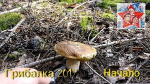 Грибалка. Тихая охота. Первый поход за грибами в 2017 году. Первый белый. Грустный результат. Архив.